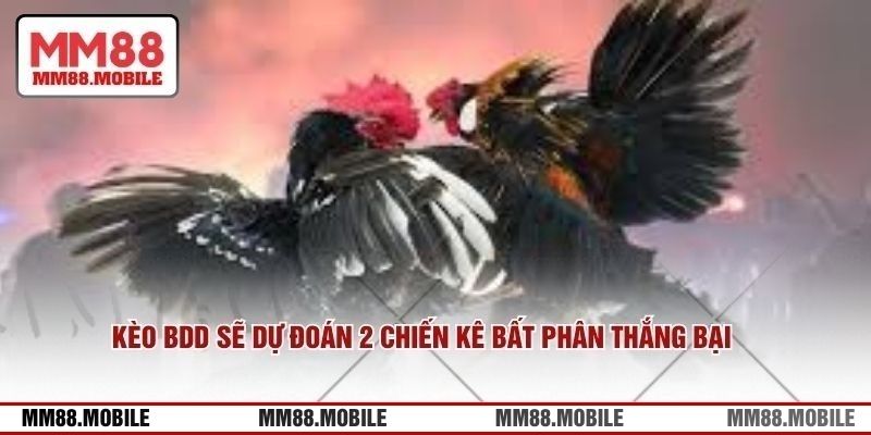 Kèo BDD sẽ dự đoán 2 chiến kê bất phân thắng bại