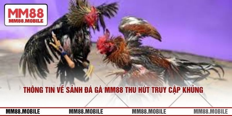 Thông tin về sảnh đá gà MM88 thu hút lượng truy cập khủng